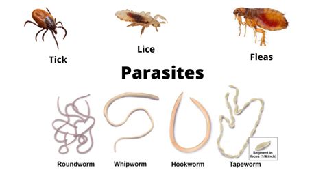 hermes parasit|what is a parasite.